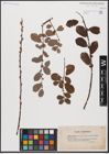 Foto von Salix aurita L.